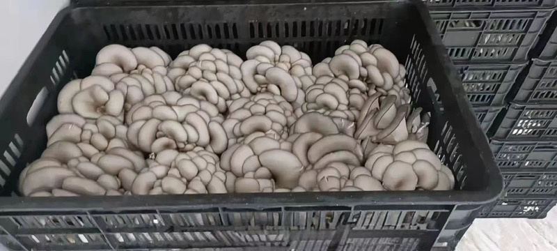 洛阳洛龙区平菇，精品平菇，欢迎各位老板前来选购