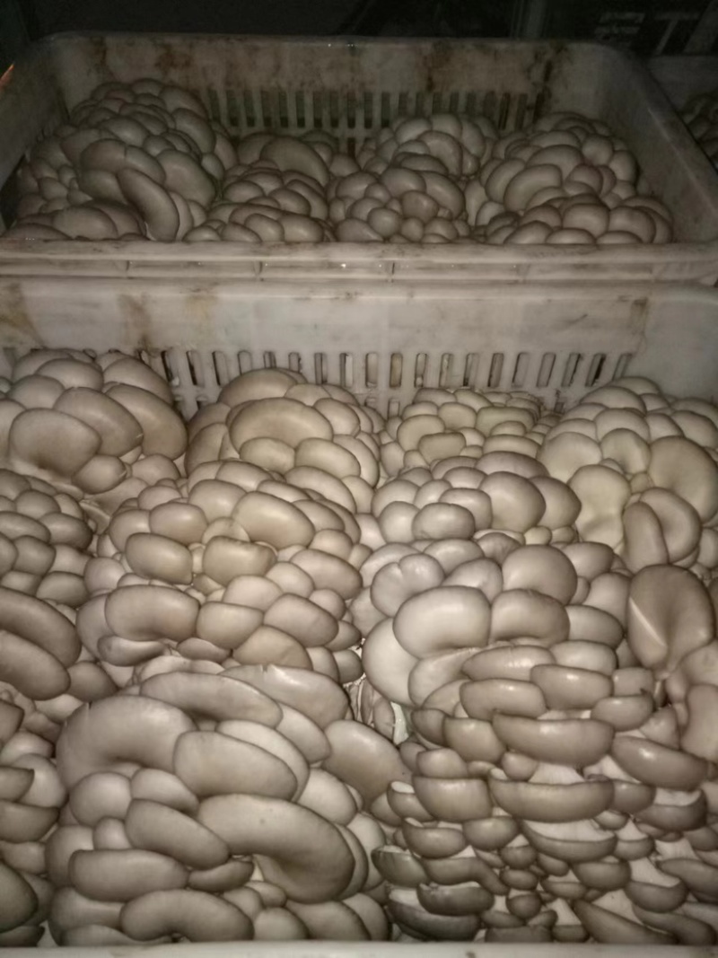 洛阳洛龙区平菇，精品平菇，欢迎各位老板前来选购