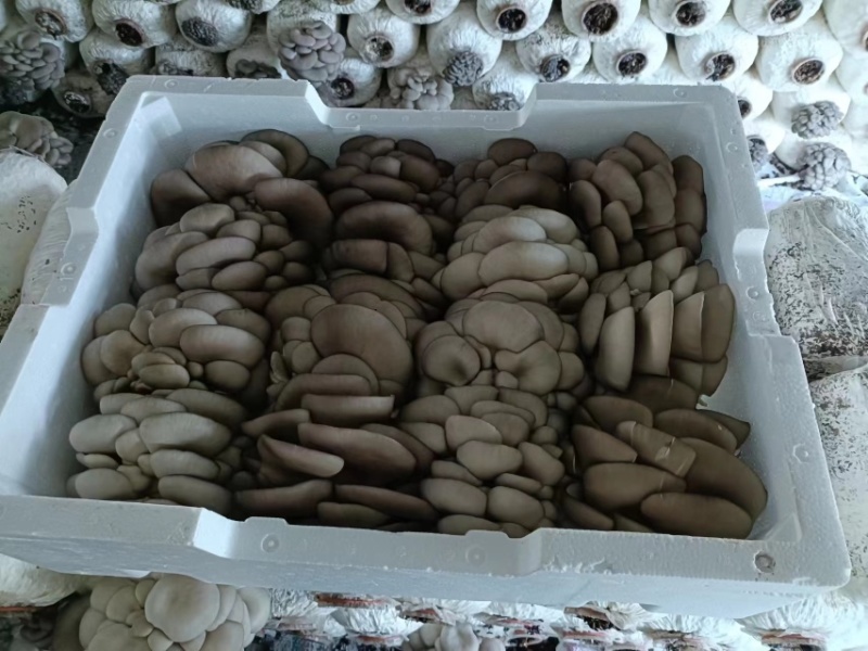 洛阳洛龙区平菇，精品平菇，欢迎各位老板前来选购