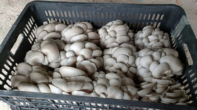 洛阳洛龙区平菇，精品平菇，欢迎各位老板前来选购