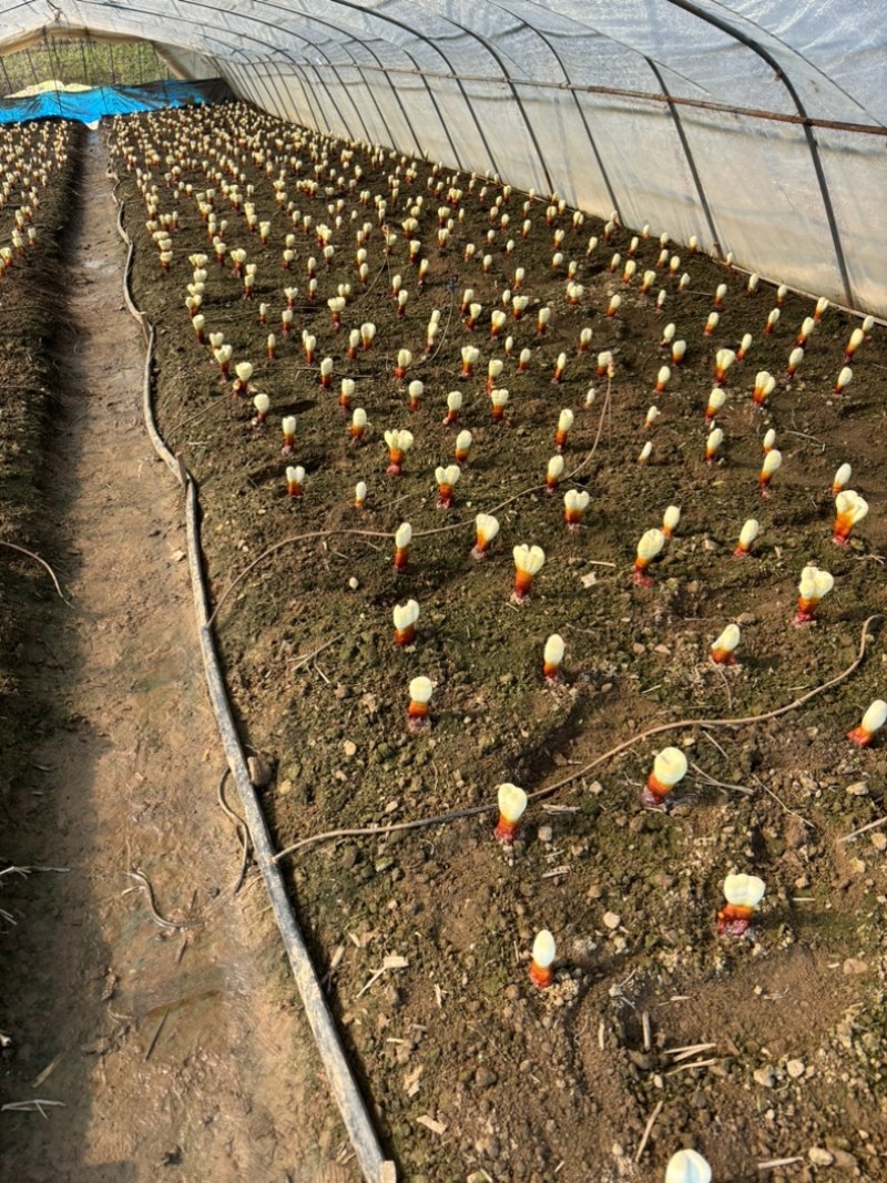 东北灵芝孢子粉