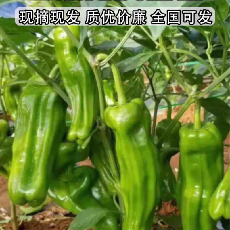 辣椒