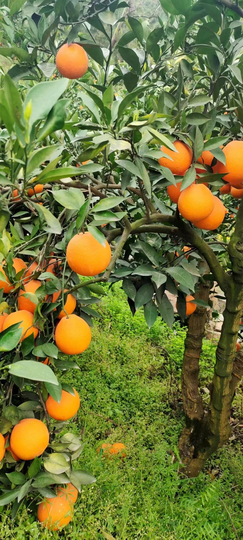 湖北脐橙湖北橙子现摘现发，量大从优（可视频看货）发全国