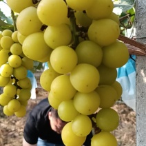 南通大棚阳光玫瑰基地