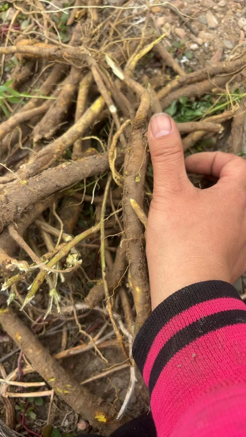 《黄芩》鲜货内蒙产地苗栽全国供应正品直销。