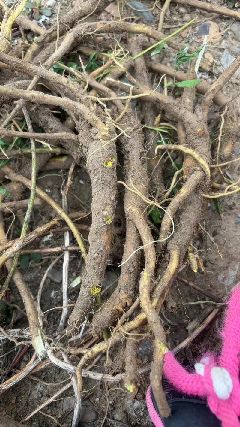 《黄芩》鲜货内蒙产地苗栽全国供应正品直销。
