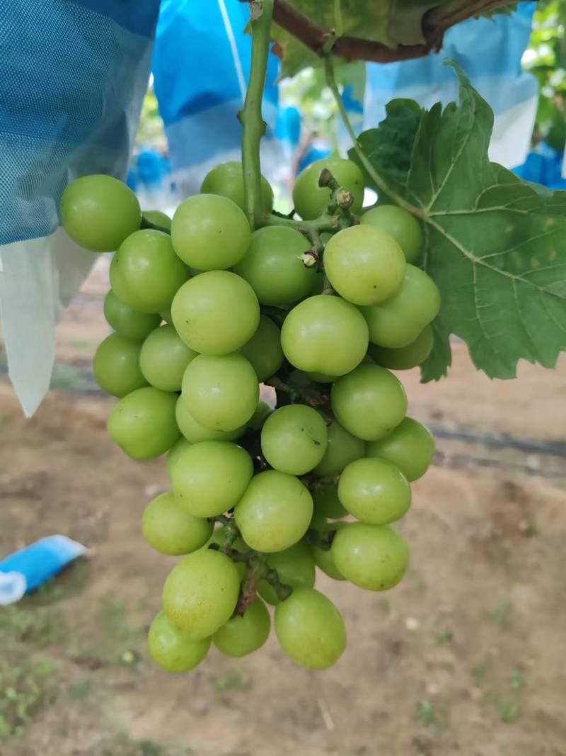 阳光玫瑰，大量上市，货源充足，质量好，糖度高