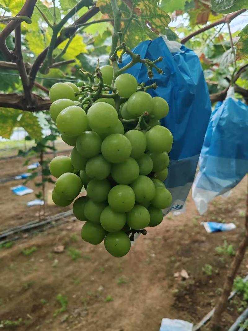 阳光玫瑰，大量上市，货源充足，质量好，糖度高