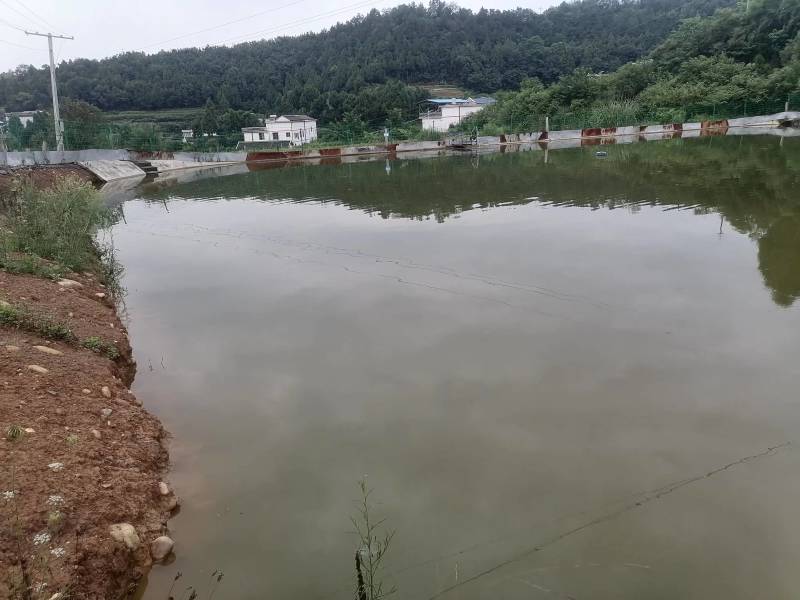 苍溪鳖，大量上市产地直发肉质鲜美价格实惠