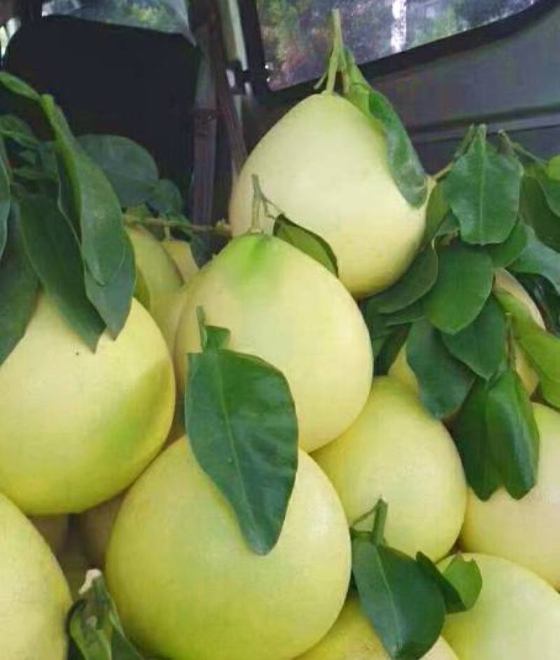 蜜柚