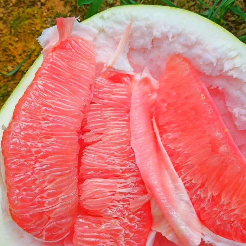 蜜柚