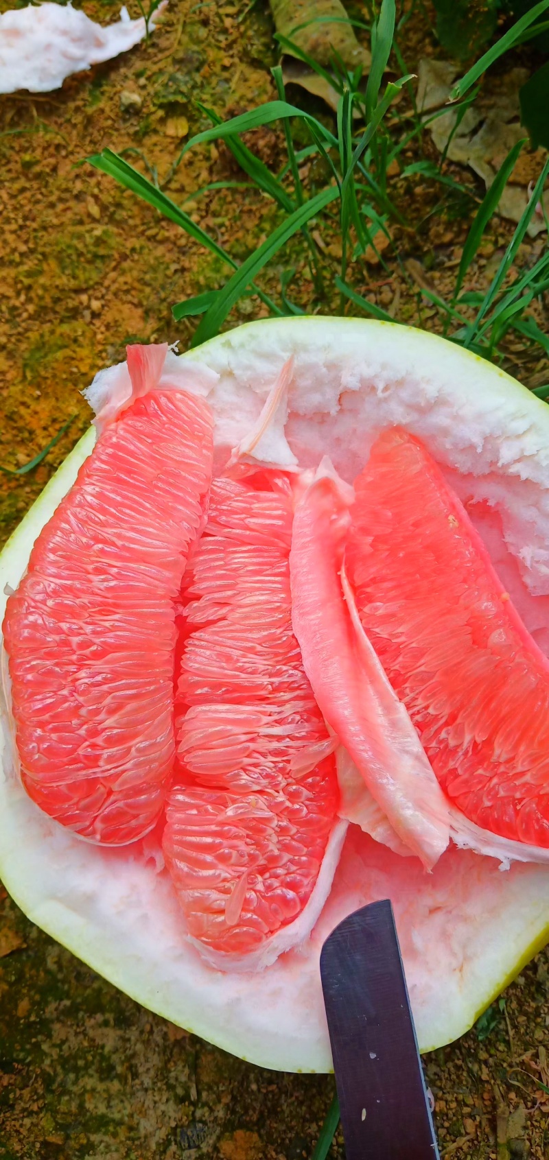 蜜柚