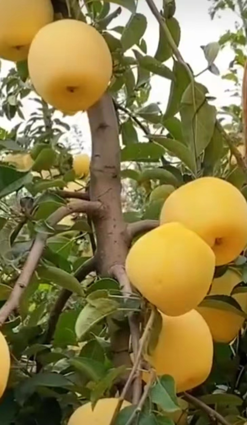 维纳斯黄金苹果大量上市爽脆香甜果香浓郁产地直发