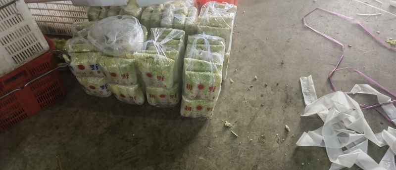 娃娃菜大小娃娃菜大量上市-产地直发-价格优惠