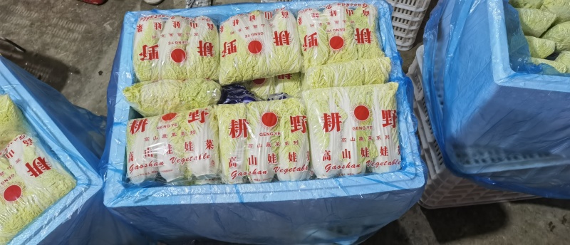 娃娃菜大小娃娃菜大量上市-产地直发-价格优惠