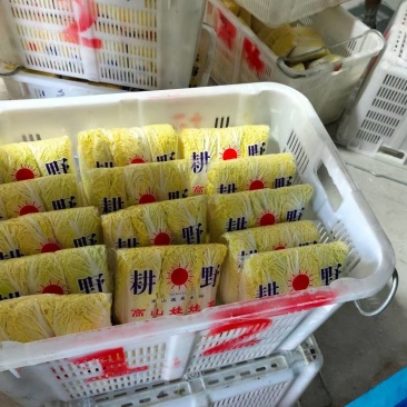娃娃菜大小娃娃菜大量上市-产地直发-价格优惠