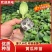 越冬一大茬黄瓜苗多年老店保证品质供货稳定对接全国