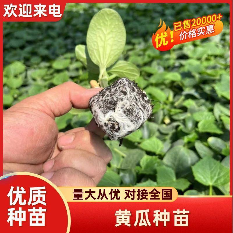 越冬一大茬黄瓜苗多年老店保证品质供货稳定对接全国