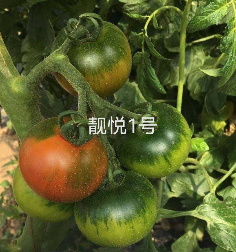 绿肩草莓西红柿苗铁皮柿子苗口感脆甜糖度高抗TY病毒抗死棵