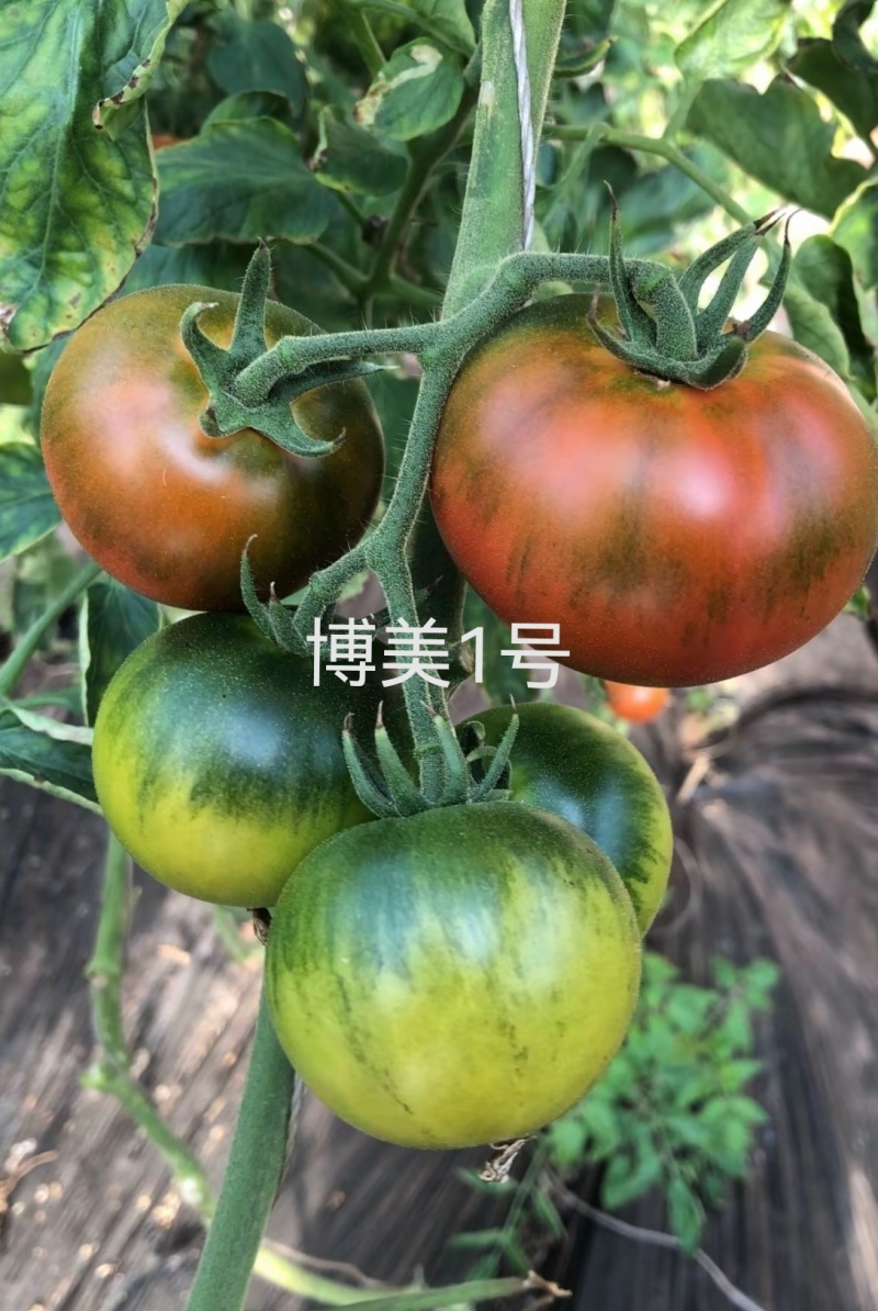 绿肩草莓西红柿苗铁皮柿子苗口感脆甜糖度高抗TY病毒抗死棵