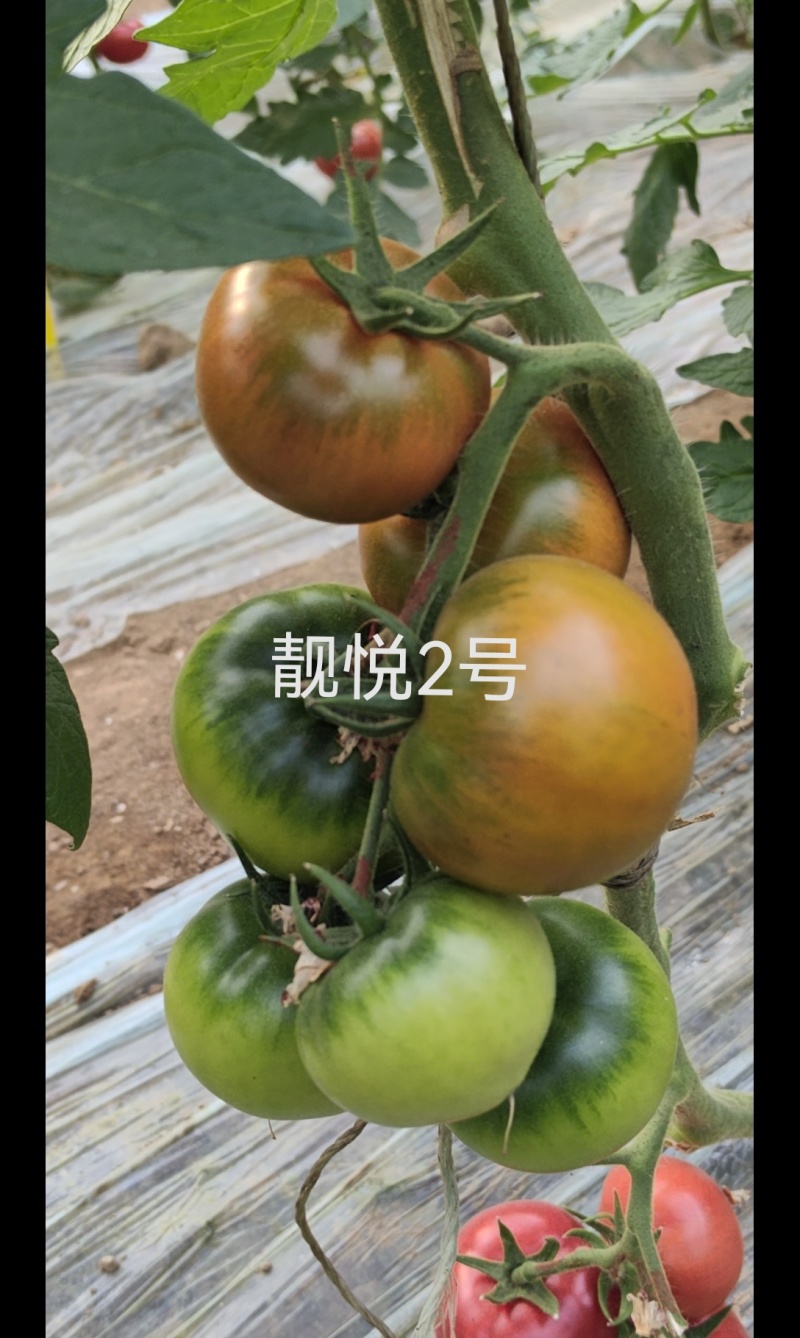 绿肩草莓西红柿苗铁皮柿子苗口感脆甜糖度高抗TY病毒抗死棵