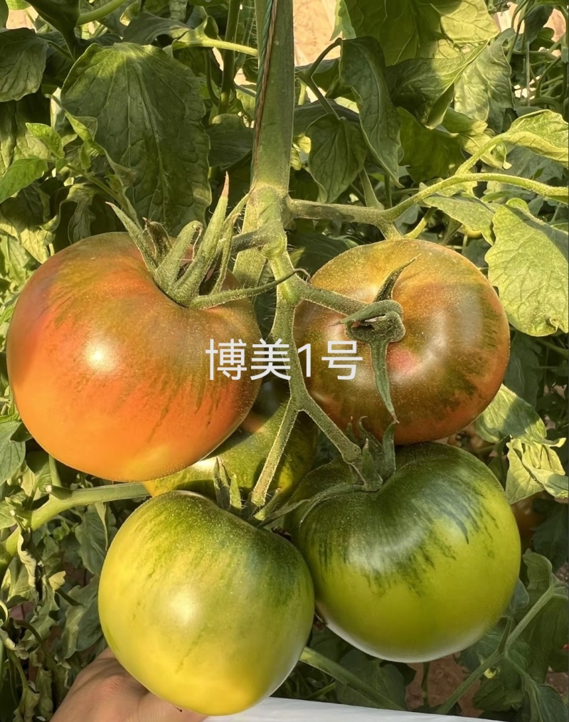 绿肩草莓西红柿苗铁皮柿子苗口感脆甜糖度高抗TY病毒抗死棵