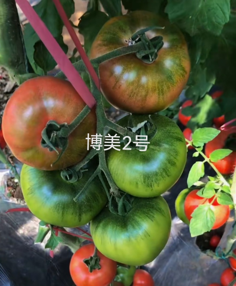 绿肩草莓西红柿苗铁皮柿子苗口感脆甜糖度高抗TY病毒抗死棵