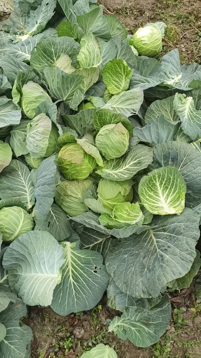 【实力推荐】湖北甘蓝-圆包菜品质保障诚信经营-可对接商超
