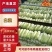 白菜北京3号白菜大量上市我们提供一条龙服务我们有转业的团
