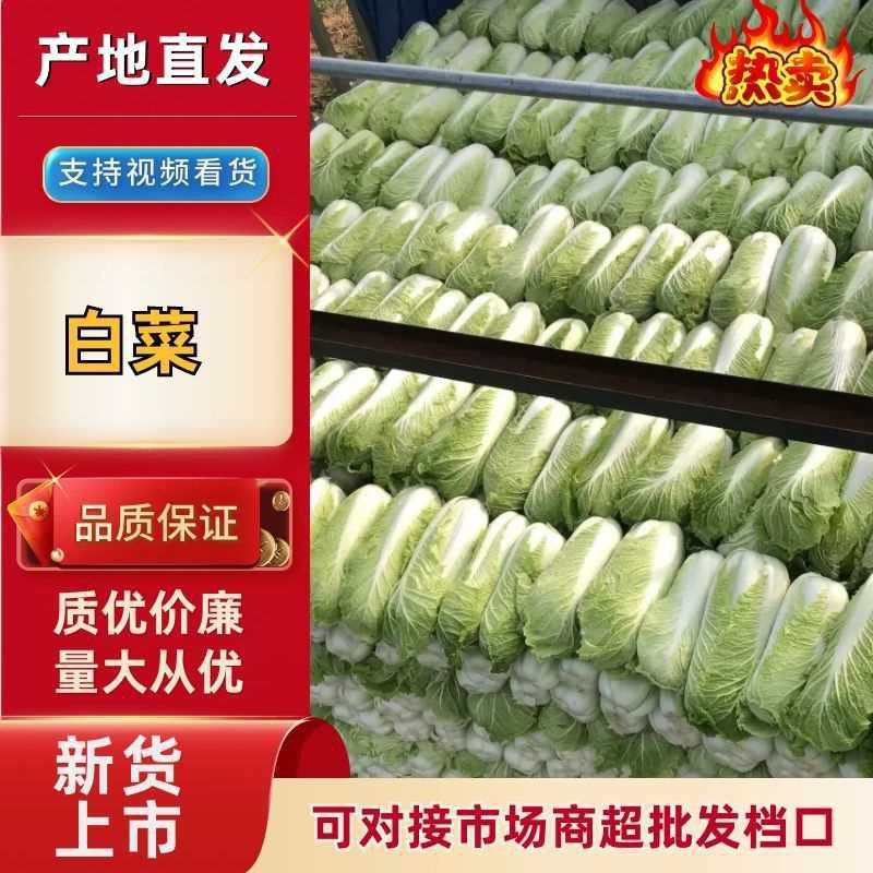 白菜北京3号白菜大量上市我们提供一条龙服务我们有转业的团