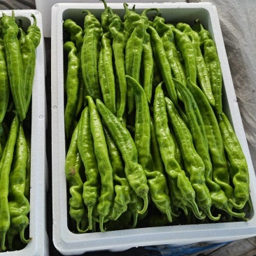 鲜辣椒，山东精品辣椒，大棚基地直供各种辣椒，