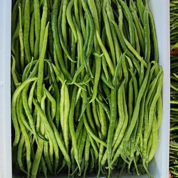 山东线椒青黄线椒，大棚线椒黑线椒30厘米