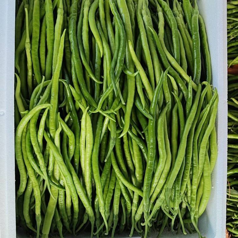 山东线椒青黄线椒，大棚线椒黑线椒30厘米
