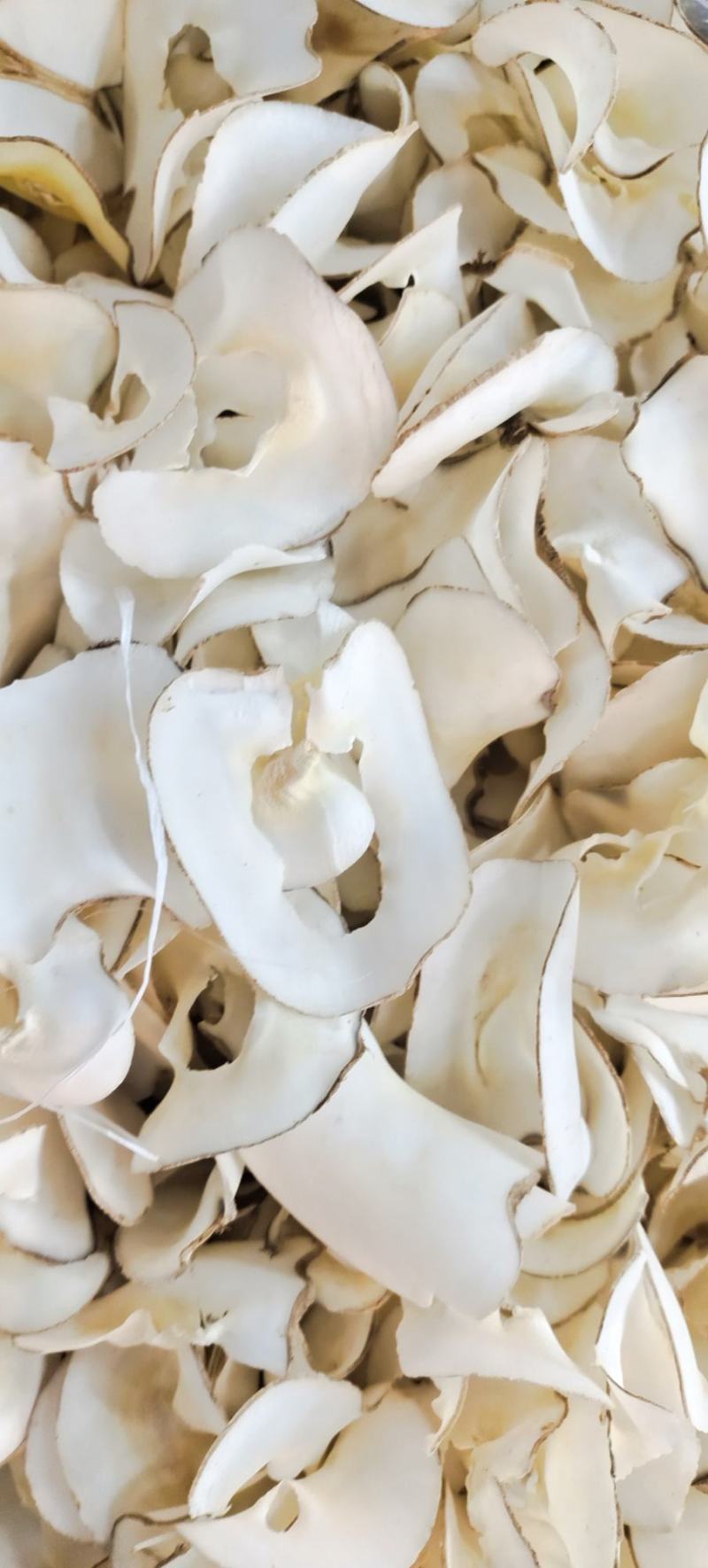 宁夏菌业大量批发，海底椰批发价格优惠