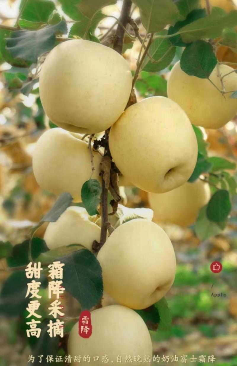 红富士奶油苹果，一百亩基地现在可以看货包园，套袋红富士五百亩