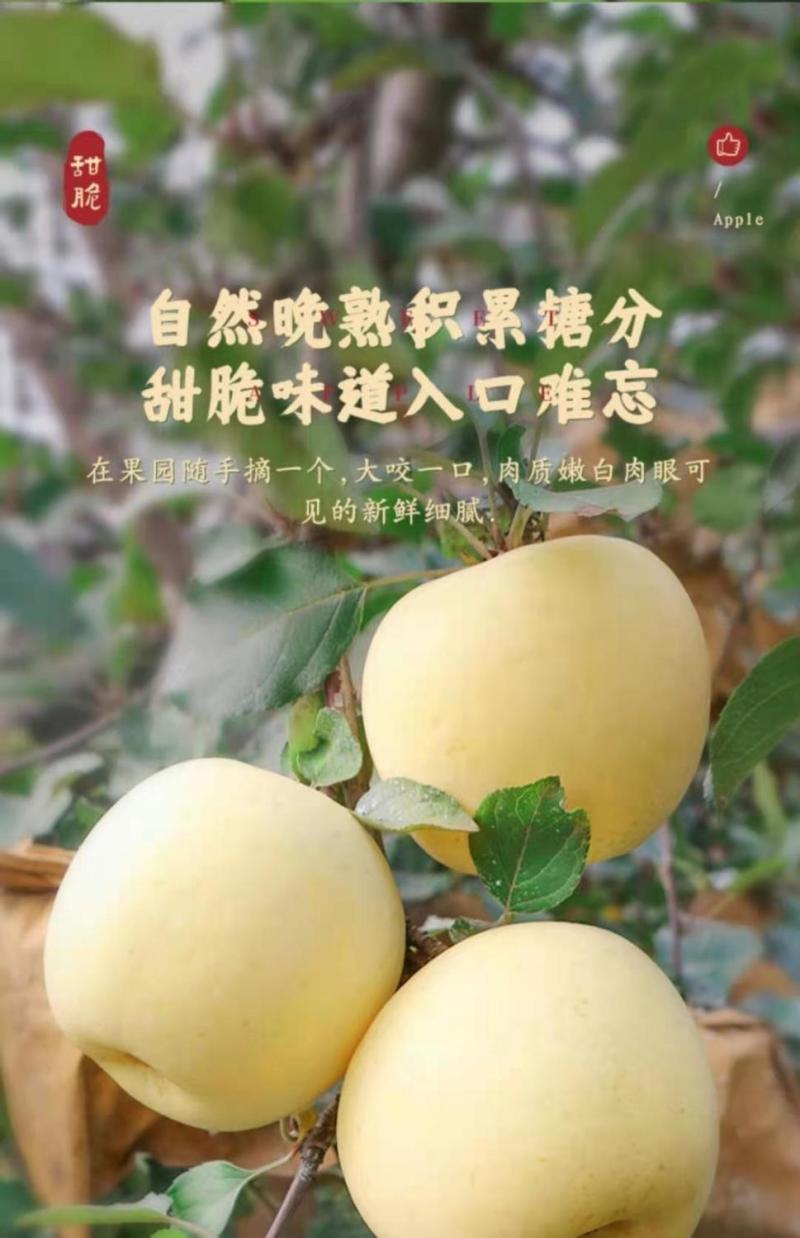 红富士奶油苹果，一百亩基地现在可以看货包园，套袋红富士五百亩
