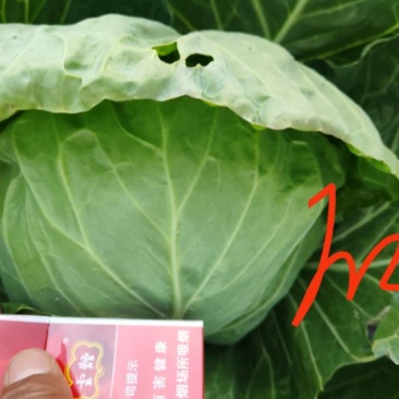 新鲜甘蓝，健康美味，直供农场，快来选购！