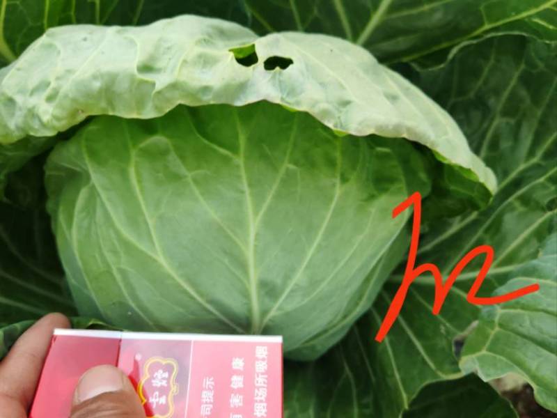 新鲜甘蓝，健康美味，直供农场，快来选购！