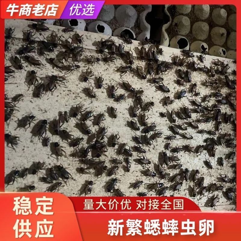 新繁蟋蟀养殖基地冻虫，货源充足