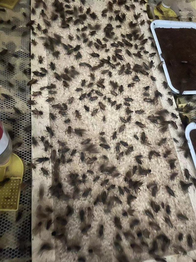 新繁蟋蟀养殖基地冻虫，货源充足