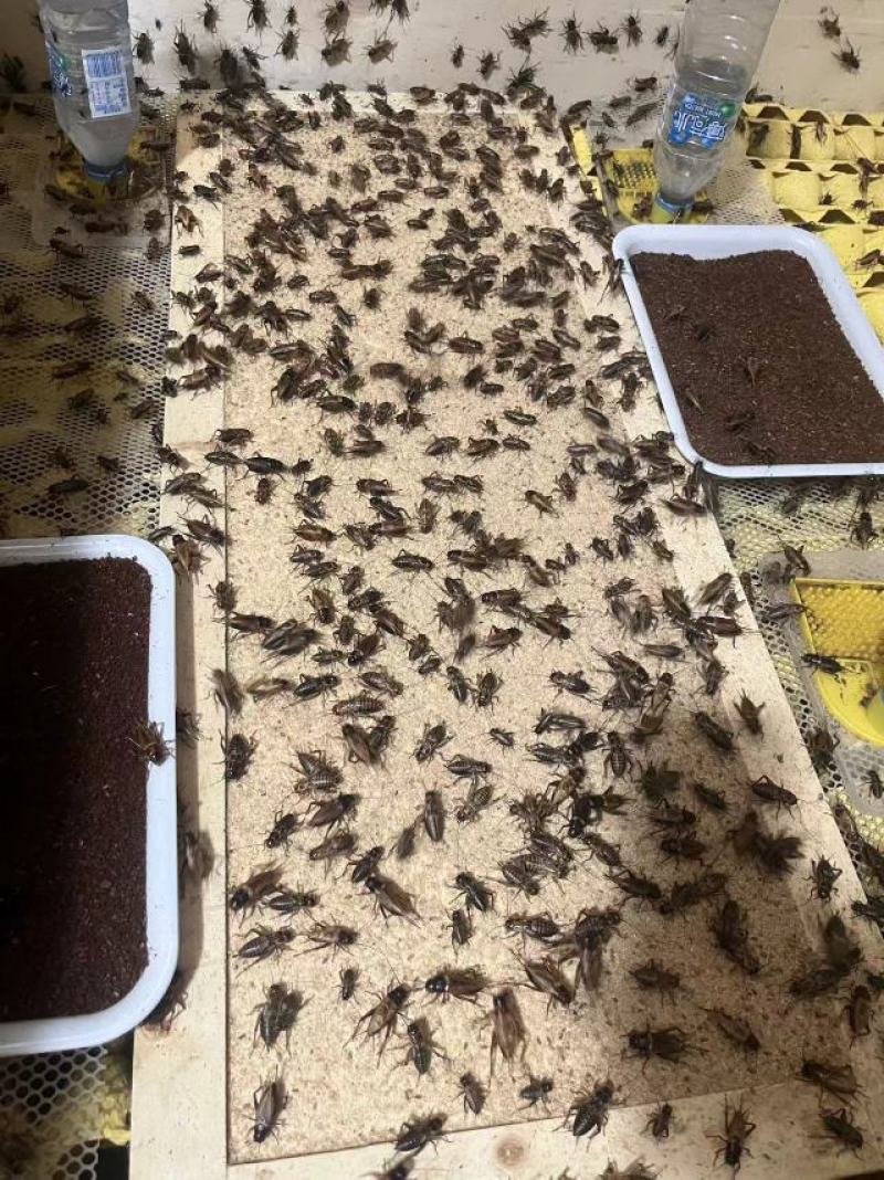 新繁蟋蟀养殖基地冻虫，货源充足