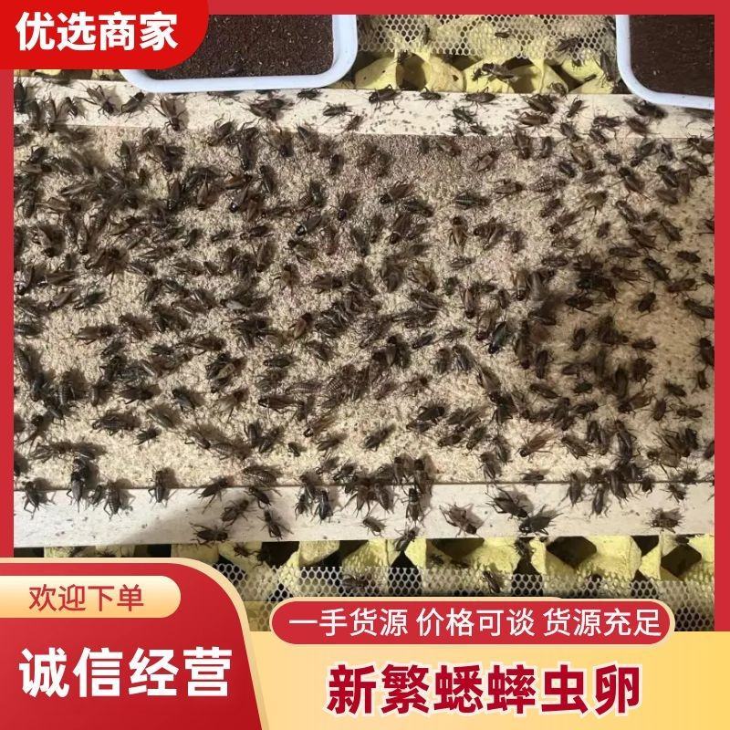 新繁蟋蟀养殖基地冻虫，货源充足