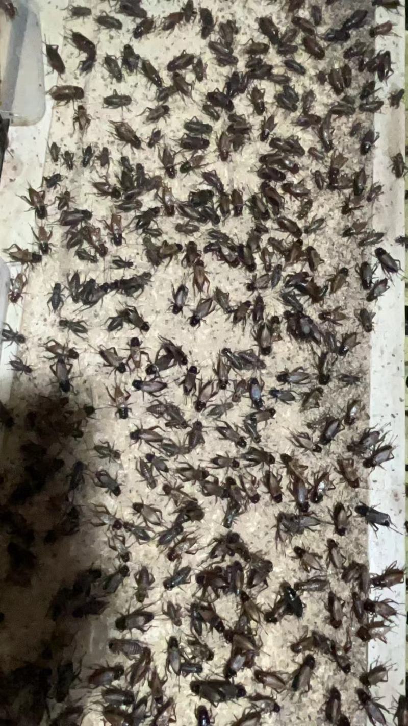 新繁蟋蟀养殖基地冻虫，货源充足