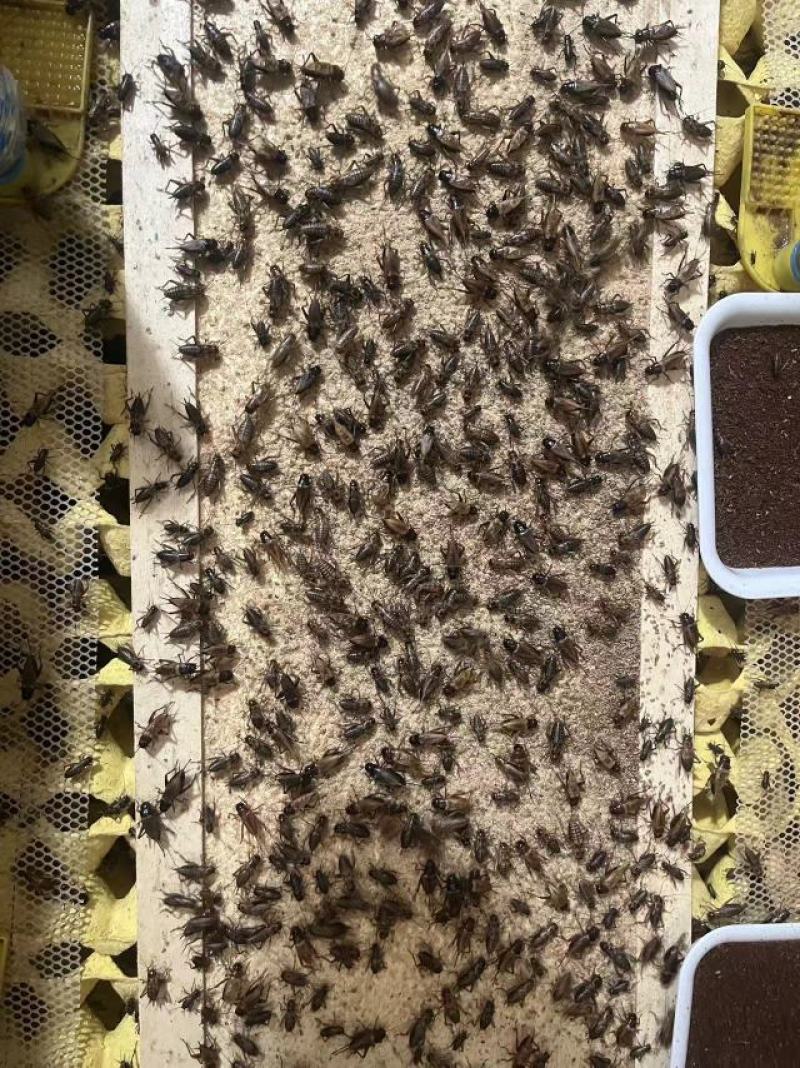 新繁蟋蟀养殖基地冻虫，货源充足