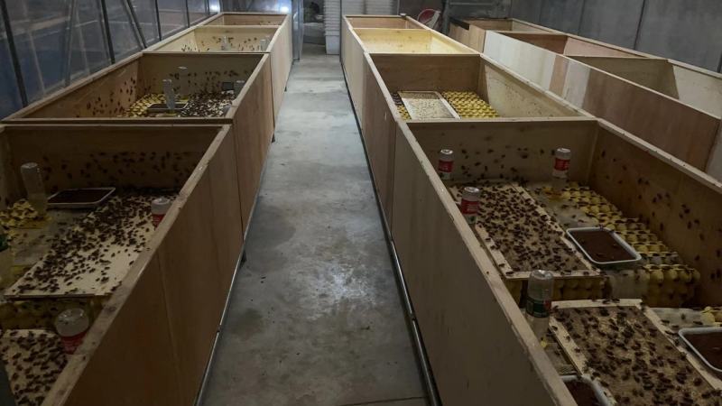四川成都新繁蟋蟀虫卵，蟋蟀苗自家养殖基地，保证货源