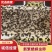 四川成都新繁蟋蟀虫卵，蟋蟀苗自家养殖基地，保证货源