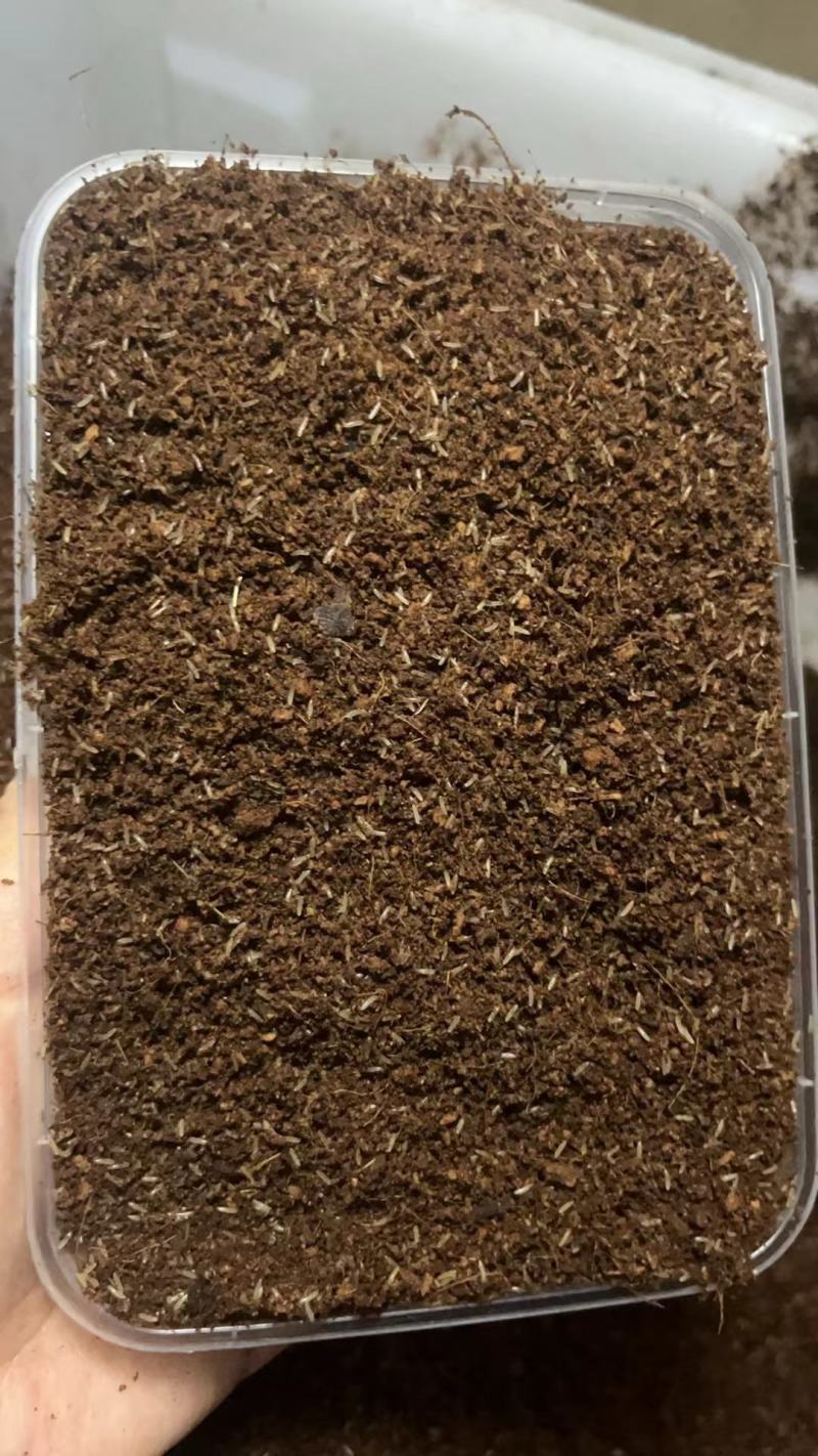 四川成都新繁蟋蟀虫卵，蟋蟀苗自家养殖基地，保证货源