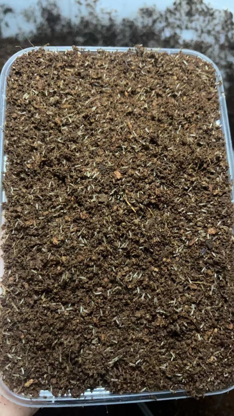 四川成都新繁蟋蟀虫卵，蟋蟀苗自家养殖基地，保证货源