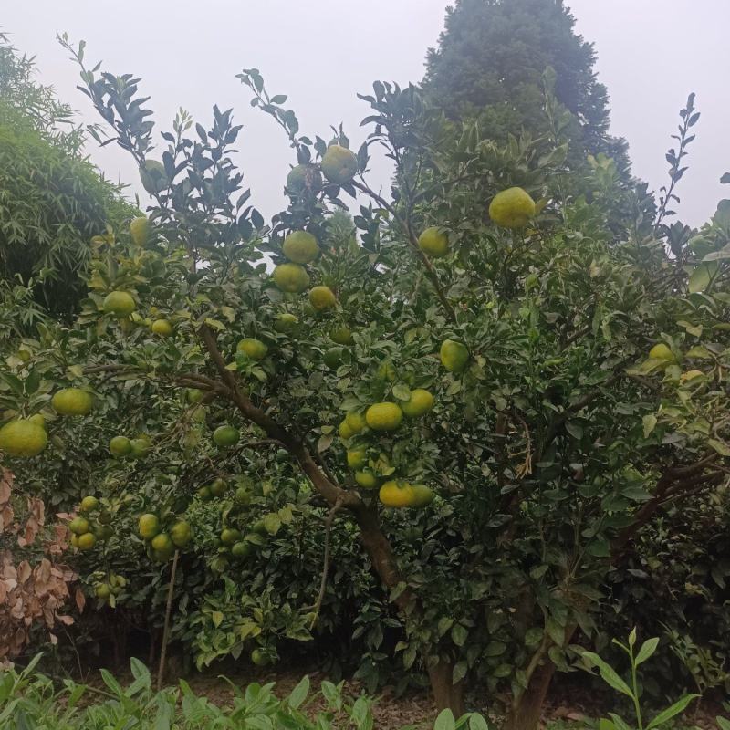 蜜橘