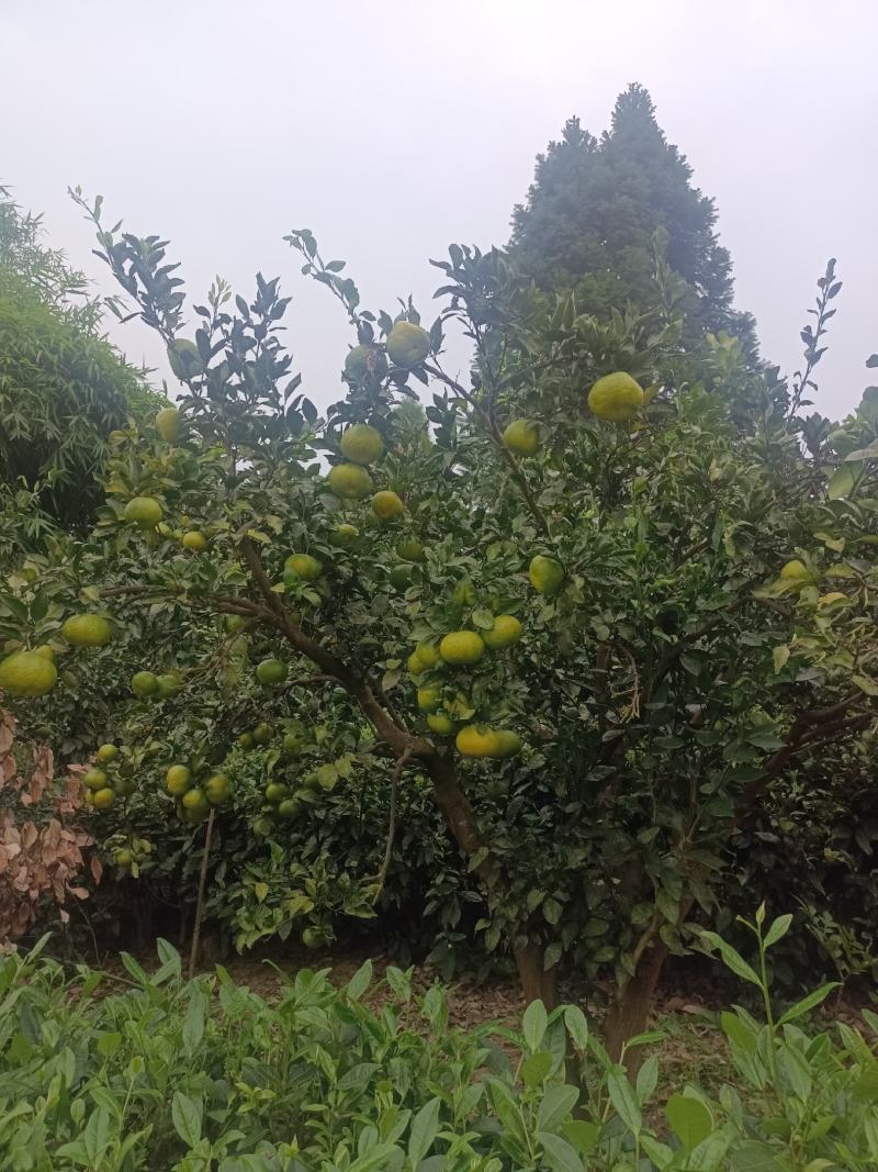 蜜橘